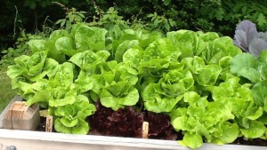 lettuce from the raised beds